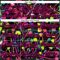 Custom Black Hot Pink Trippy Psychedelic Magic Mushrooms Hockey Lace Neck Jersey