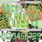 Custom Black Pea Green-White Hawaii Tropical Palm Trees Hockey Lace Neck Jersey