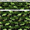 Custom Black Aurora Green 3D Pattern Design Crocodile And Tropical Hawaii Palm Trees Authentic Baseball Jersey