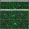 Custom Black Neon Green Abstract Network Round Neck Sublimation Basketball Suit Jersey