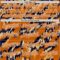 Custom Texas Orange Black-White Leopard Print Authentic Baseball Jersey