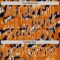 Custom Texas Orange Black-White Leopard Print Authentic Baseball Jersey