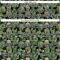 Custom Black White 3D Pattern Design Cactus Festival Authentic Baseball Jersey