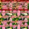 Custom Kelly Green Red-White 3D Pattern Design Tropical Anthurium Flower Authentic Baseball Jersey