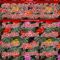 Custom Kelly Green Red-White 3D Pattern Design Tropical Anthurium Flower Authentic Baseball Jersey