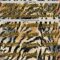 Custom Black Navy-Gold 3D Pattern Design Burner Costumes Tiger Print Authentic Baseball Jersey